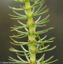 Attēlu rezultāti vaicājumam “Hippuris vulgaris leaf”