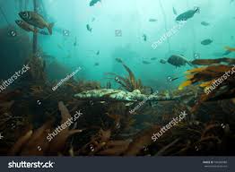 Image result for Haploblepharus pictus