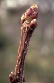 Attēlu rezultāti vaicājumam “Acer platanoides bud”