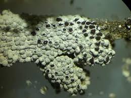 Attēlu rezultāti vaicājumam “Diderma spumarioides”