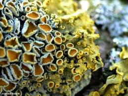 Attēlu rezultāti vaicājumam “Caloplaca scopularis”