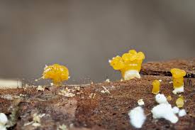 Attēlu rezultāti vaicājumam “Hemitrichia clavata stalked”