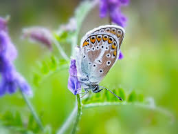 Attēlu rezultāti vaicājumam “Eumedonia eumedon underside”