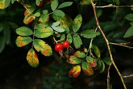 Attēlu rezultāti vaicājumam “Rosa majalis”