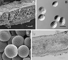 Attēlu rezultāti vaicājumam “Melampsora magnusiana”