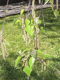 Attēlu rezultāti vaicājumam “Betula pendula flower”
