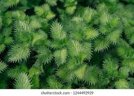 Attēlu rezultāti vaicājumam “Urtica urens leaf”