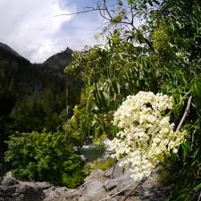 Attēlu rezultāti vaicājumam “Sambucus nigra flower”