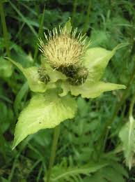 Attēlu rezultāti vaicājumam “Cirsium oleraceum”