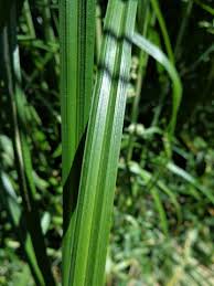 Attēlu rezultāti vaicājumam “Carex atherodes”