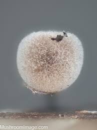 Attēlu rezultāti vaicājumam “Lamproderma pseudomaculatum”