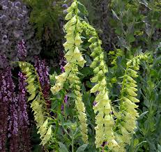 Image result for Digitalis lutea