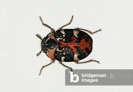 Attēlu rezultāti vaicājumam “Anthrenus scrophulariae”