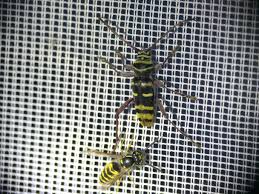 Attēlu rezultāti vaicājumam “Plagionotus detritus imago”