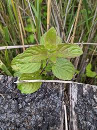 Attēlu rezultāti vaicājumam “Mentha aquatica leaf”