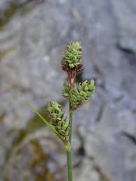 Attēlu rezultāti vaicājumam “Carex buxbaumii”
