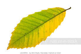 Attēlu rezultāti vaicājumam “Castanea sativa  leaf”