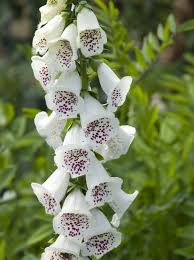 Image result for Fingerhut rot