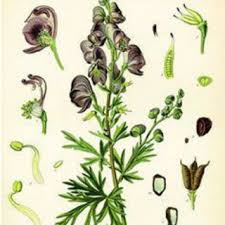 Attēlu rezultāti vaicājumam “Aconitum napellus leaf”