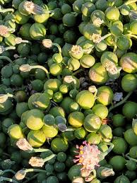 Attēlu rezultāti vaicājumam “Senecio”