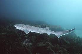 Image result for Notorynchus cepedianus