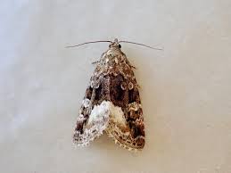 Attēlu rezultāti vaicājumam “Protodeltote pygarga”