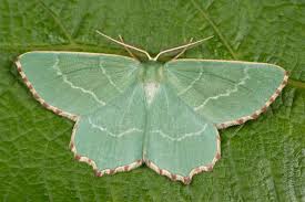 Attēlu rezultāti vaicājumam “Thalera fimbrialis”