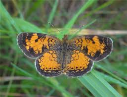 Attēlu rezultāti vaicājumam “Vacciniina optilete male”