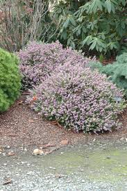 Attēlu rezultāti vaicājumam “Erica x darleyensis”