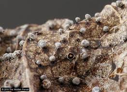 Attēlu rezultāti vaicājumam “Didymium clavus stalked”