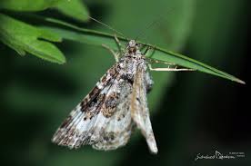 Attēlu rezultāti vaicājumam “Epirrhoe tristata imago”