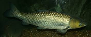 Image result for Ctenopharyngodon idella