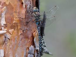 Attēlu rezultāti vaicājumam “Aeshna juncea male”