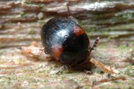 Attēlu rezultāti vaicājumam “Anisotoma humeralis”