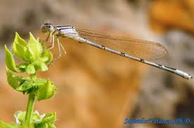 Attēlu rezultāti vaicājumam “Coenagrionidae”