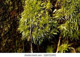 Attēlu rezultāti vaicājumam “Dicranales”