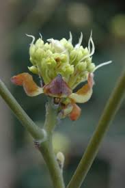 Attēlu rezultāti vaicājumam “Juglans cinerea flower”