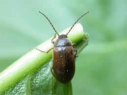 Attēlu rezultāti vaicājumam “Isomira murina”