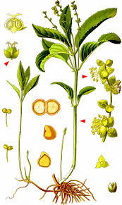 Attēlu rezultāti vaicājumam “Mercurialis perennis bud”