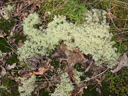 Attēlu rezultāti vaicājumam “Cladonia”