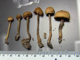 Attēlu rezultāti vaicājumam “Galerina marginata”