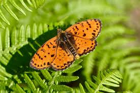 Attēlu rezultāti vaicājumam “Melitaea didyma”