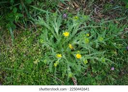 Attēlu rezultāti vaicājumam “Senecio vernalis”