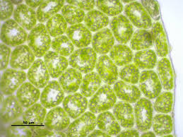Attēlu rezultāti vaicājumam “Jungermannia leiantha”