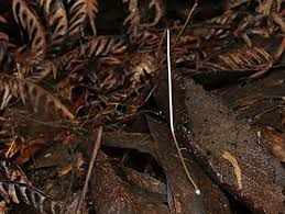 Attēlu rezultāti vaicājumam “Macrotyphula juncea”