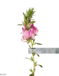 Attēlu rezultāti vaicājumam “Ononis arvensis”