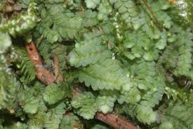 Attēlu rezultāti vaicājumam “Calypogeia”