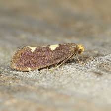 Attēlu rezultāti vaicājumam “Incurvaria oehlmanniella”