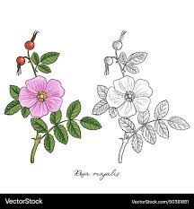 Attēlu rezultāti vaicājumam “Rosa majalis”