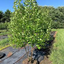 Attēlu rezultāti vaicājumam “Betula”